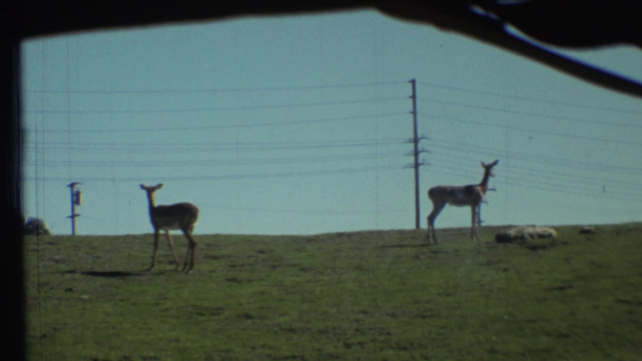 Two deer-like animals remain on a grassy enclosure with poles and wires in the distance.