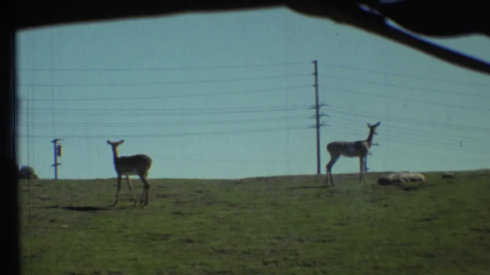 1972 8mm frame of two deer-like animals in an open Grand Canyon-area animal enclosure, filmed through a vehicle or film gate edge.