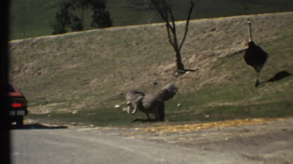 1972 8mm Grand Canyon-area animal-park frame showing ostriches near a roadside enclosure, with one bird flapping low to the ground.