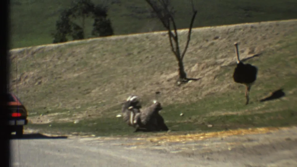 1972 8mm frame of ostriches in a Grand Canyon-area animal park, with a road edge, bare tree and grassy slope visible.