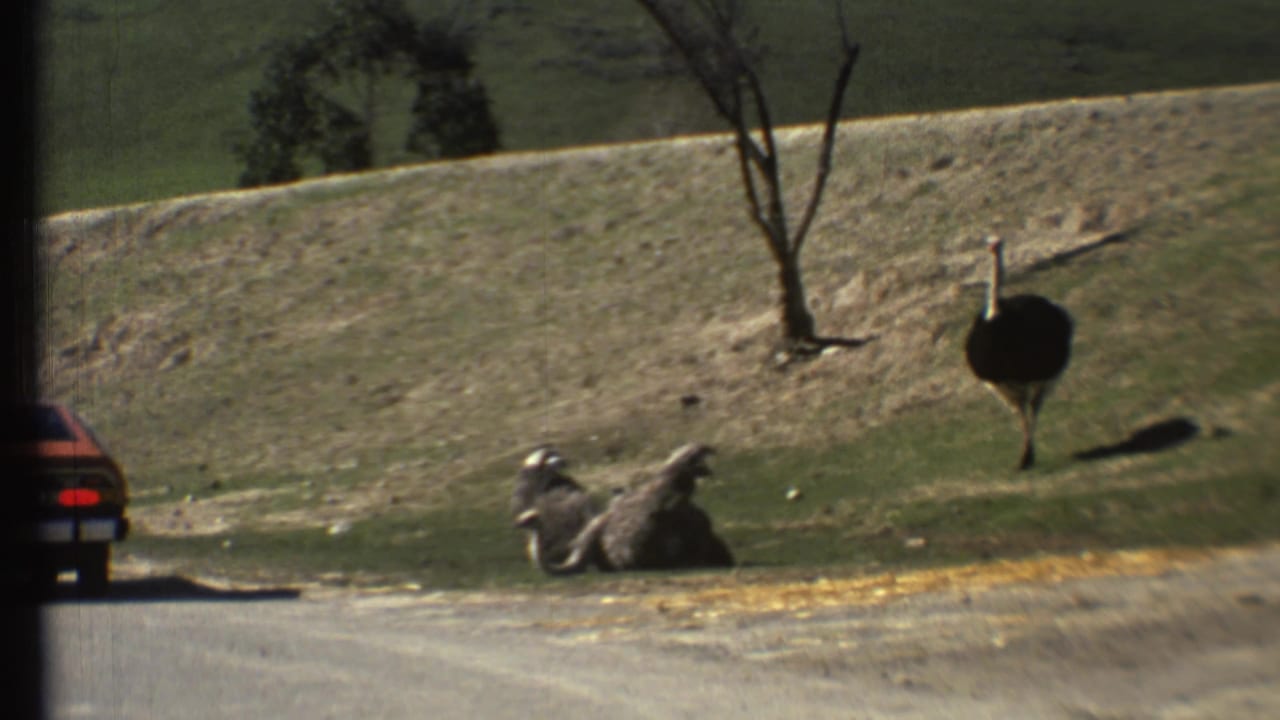 Two ostriches on a grassy slope beside a road, one resting and one standing near bare trees.