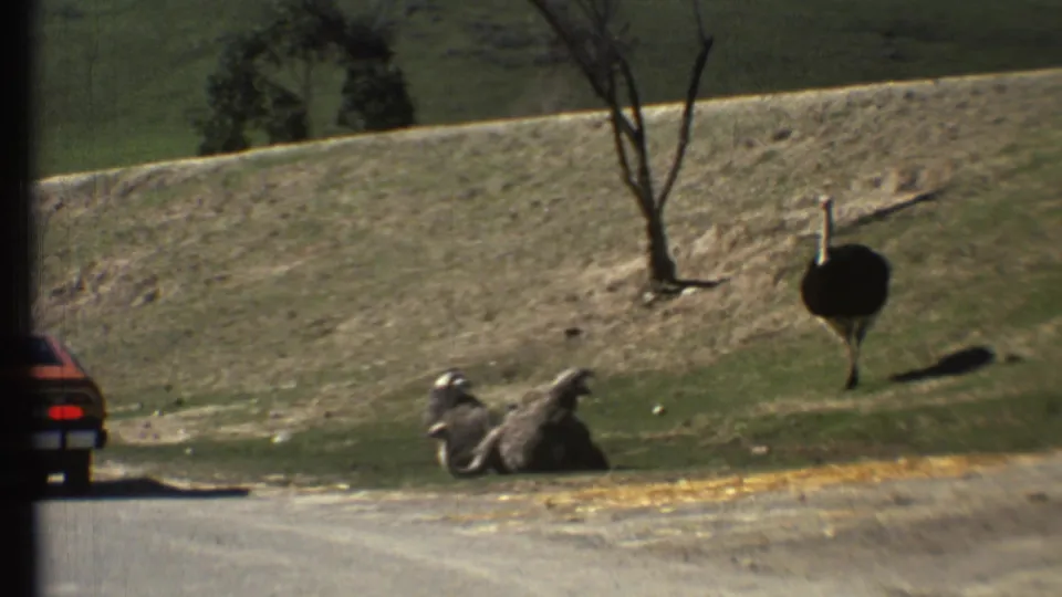 1972 8mm frame from the Grand Canyon, Arizona area showing two ostriches on a grassy roadside slope, with a dark parked car at left.
