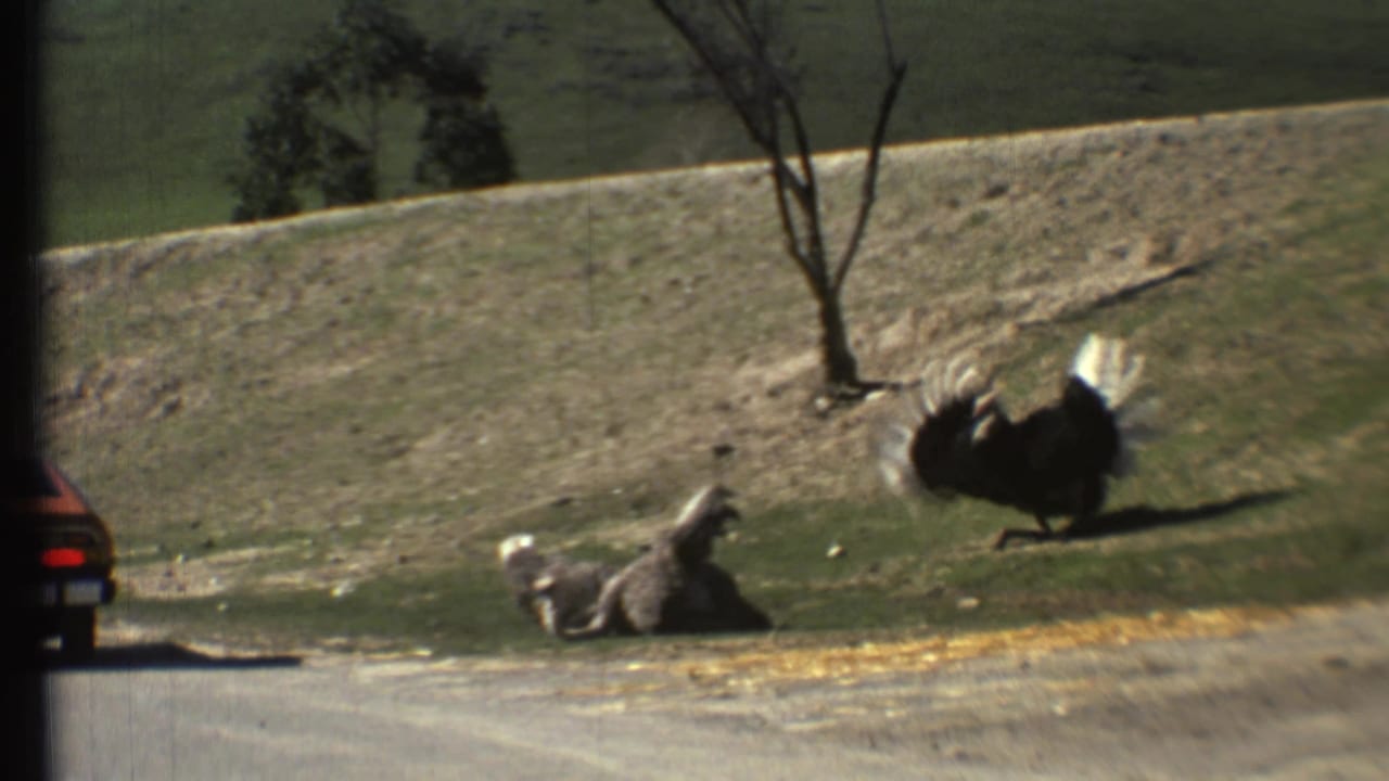 Standing ostrich flaps its wings near a resting ostrich on a grassy roadside slope.