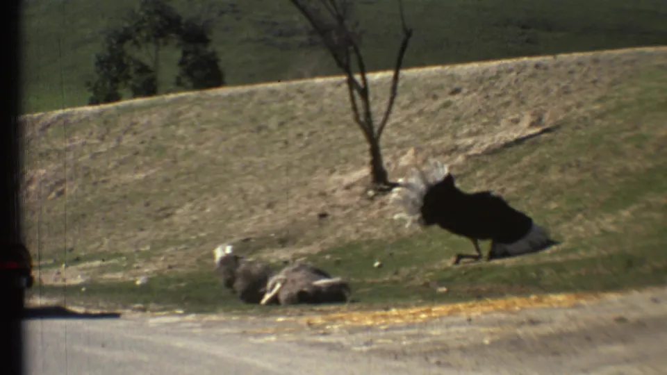1972 home-movie frame from the Grand Canyon, Arizona area with two ostriches on a grassy animal-park slope beside a road.