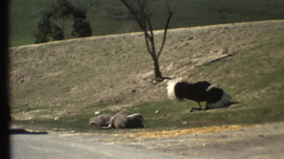 Final 1972 8mm frame showing two ostriches settled on a grassy roadside slope near Grand Canyon, Arizona, with trees behind them.