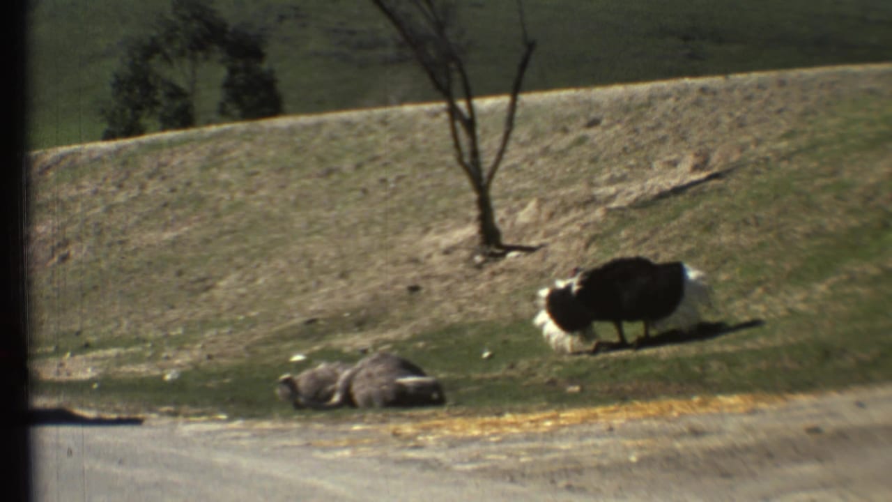 Dark bird with pale tail feathers walking on a grassy slope near a resting animal.