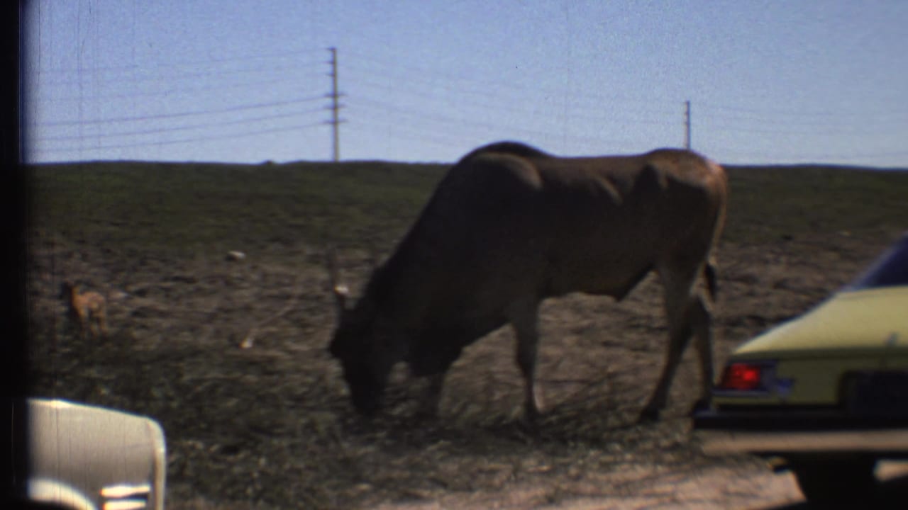 Horned animal grazing beside parked cars in an open roadside enclosure.
