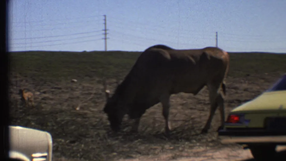 A horned animal grazes near a yellow car and utility poles in a 1972 Grand Canyon, Arizona roadside wildlife scene.