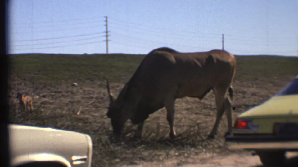 1972 8mm frame from Grand Canyon, Arizona, showing a large horned animal grazing near parked cars and a smaller animal.