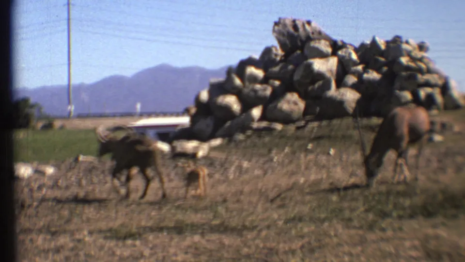 A 1972 Grand Canyon, Arizona home-movie frame shows multiple animals near a rock pile with distant hills in the background.