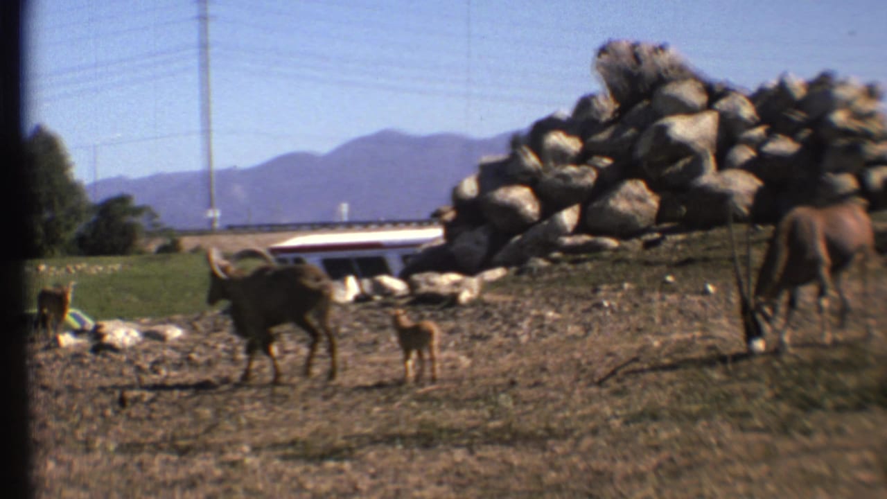Antelopes and a small calf stand on dusty ground near a rock pile with mountains behind.