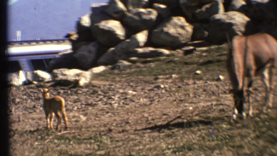 1972 Grand Canyon-area 8mm frame showing a young antelope calf and an adult near a rock pile, with dry ground and a bus behind them.