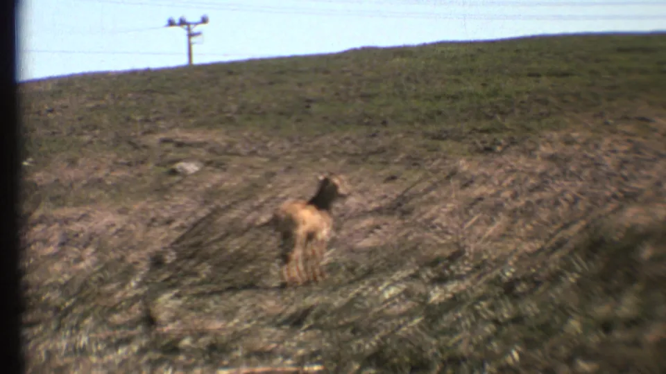 1972 Grand Canyon-area 8mm frame showing a young antelope calf moving across dusty tire tracks on a grassy slope under clear daylight.