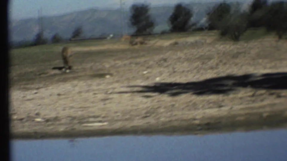 1972 Grand Canyon-area home-movie view across a pond edge toward dry ground, rocks, trees, and a grazing animal.