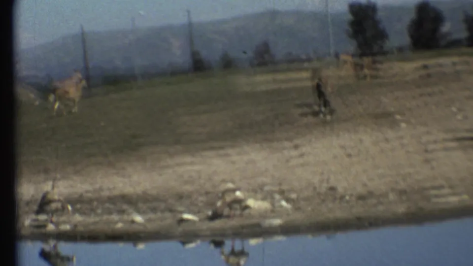 1972 Grand Canyon-area frame showing grazing animals near a pond, with rocks, trees, utility poles, and mountains behind them.