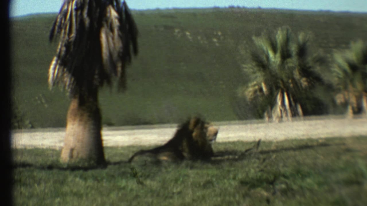 Male lion resting on grass near palm-like trees and a low wall.