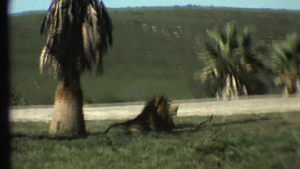 1972 Arizona home-movie frame showing a male lion lying on grass near palm-like trees, with green hills in the background.