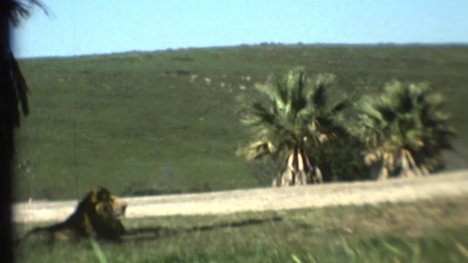 Soft 8mm frame of a lion resting in a grassy enclosure beneath palm-like trees, with a low wall and green hillside beyond.