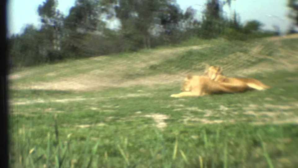 1972 8mm frame showing a lioness lying on a grassy slope near a pale dirt track, with trees and open sky behind.
