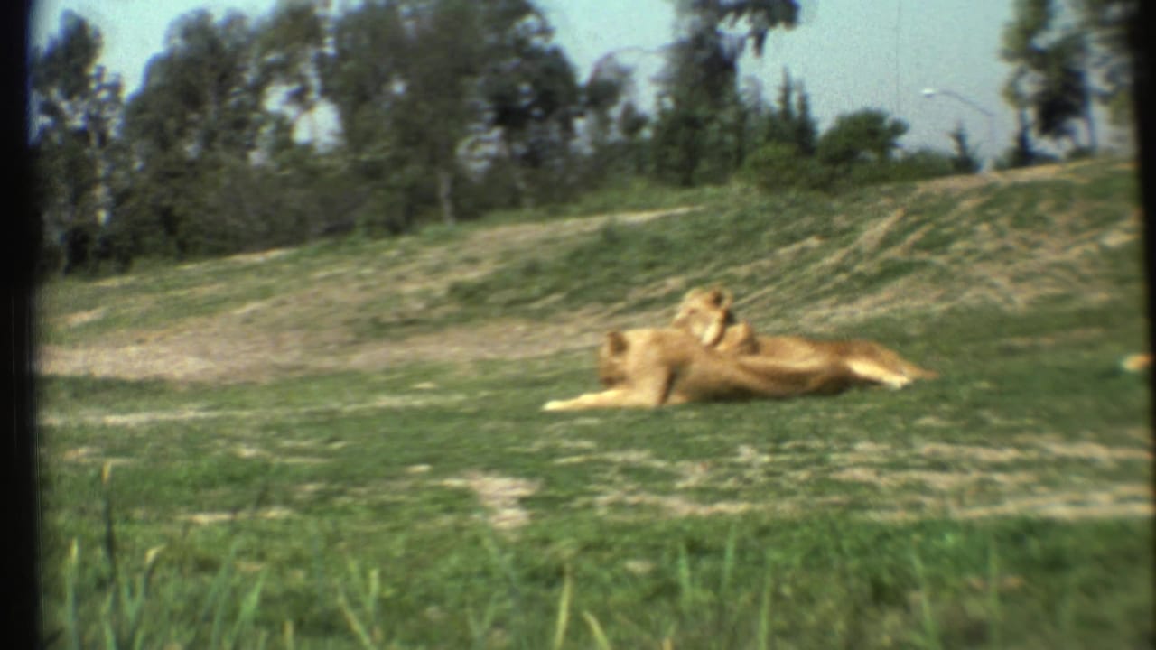 Two lions resting on a grassy hillside with trees in the background.