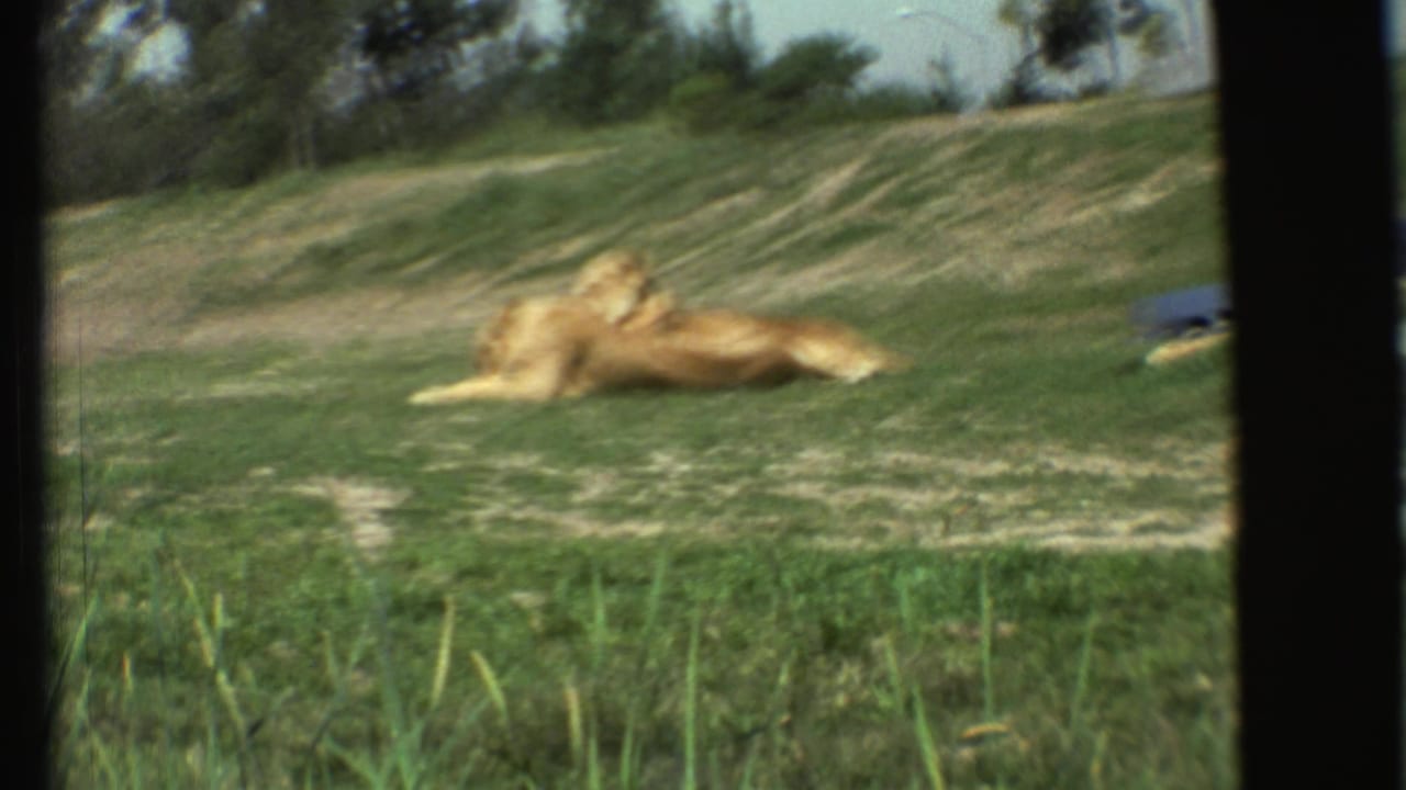 A lion lies on grass while a blue car is partly visible at the right edge.