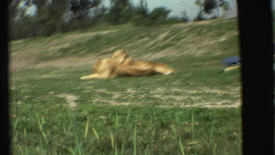 A resting lion on a grassy safari-park slope, with a blue car partly visible in the background.