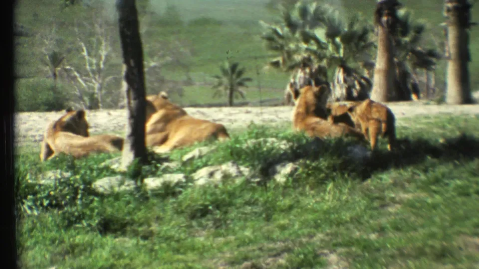 1972 8mm view of several lions gathered near trees and rocks in a safari-style park setting.