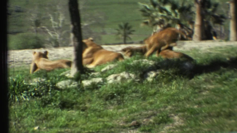 Lions resting and shifting on a grassy hillside in a 1972 8mm safari-park home movie frame.