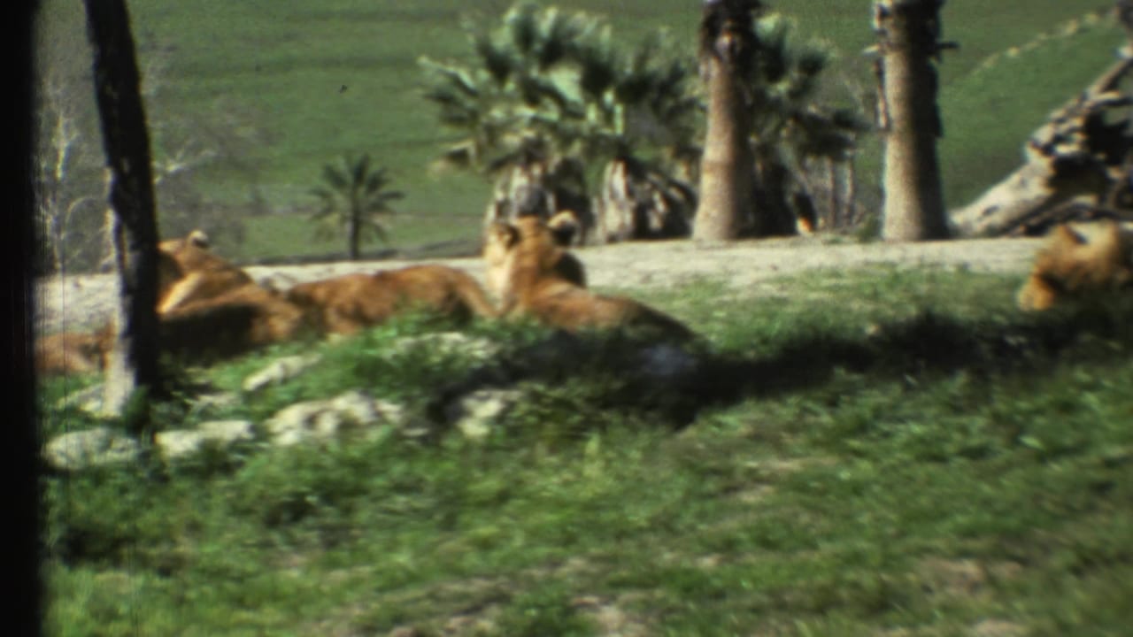 Lions resting in a grassy enclosure with palm trees and rocks behind them.