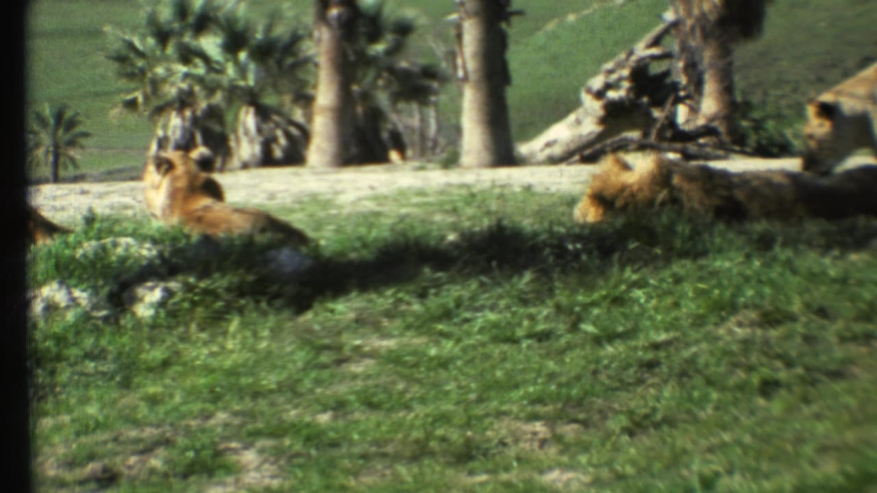 1972 8mm frame of lions resting in a grassy zoo-like enclosure, with palms, rocks, and sloping green terrain visible.