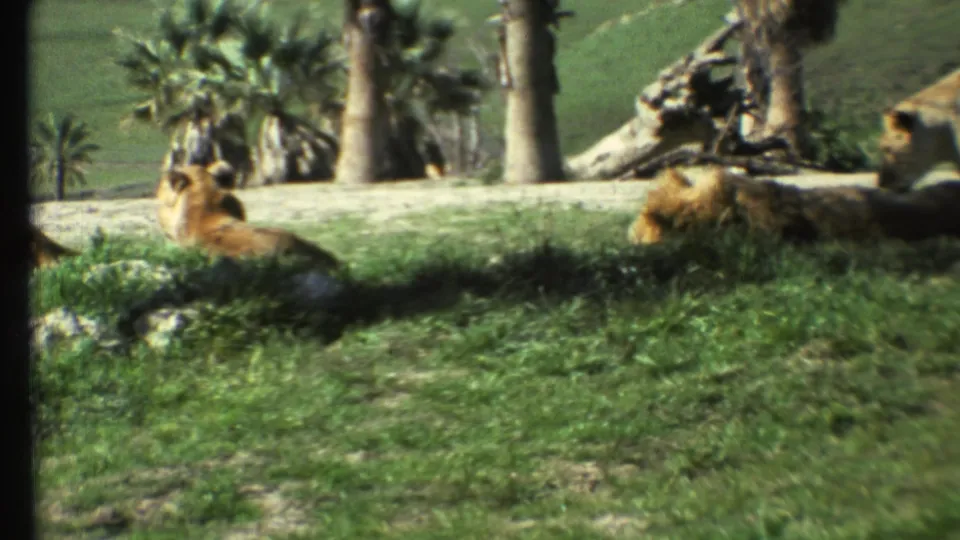 1972 8mm frame of lions resting in a grassy zoo-like enclosure, with palms, rocks, and sloping green terrain visible.