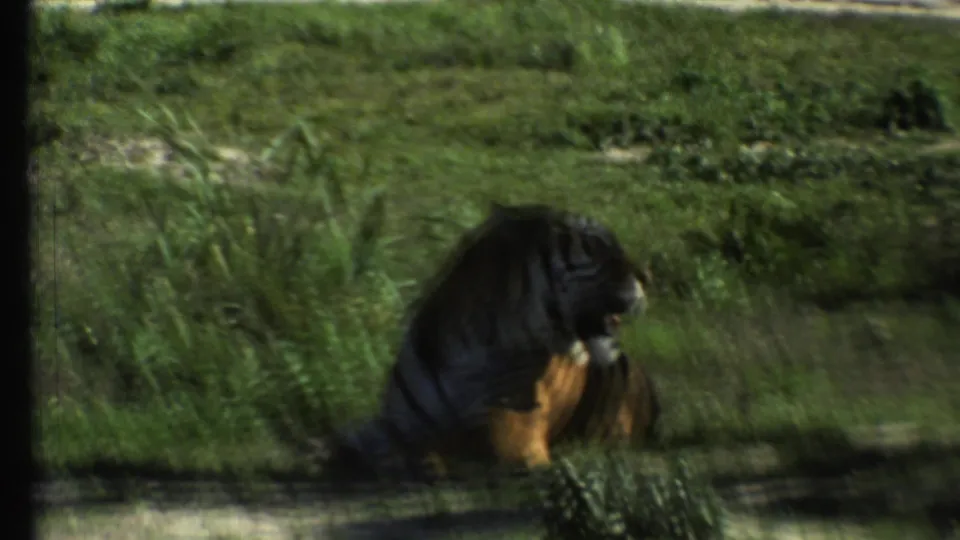 1972 8mm home-movie frame showing a tiger resting in a grassy enclosure, partly shaded and softened by film blur.