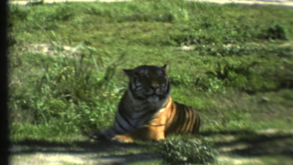 1972 8mm frame of a tiger resting in grass and facing the camera within a green, zoo-like enclosure.