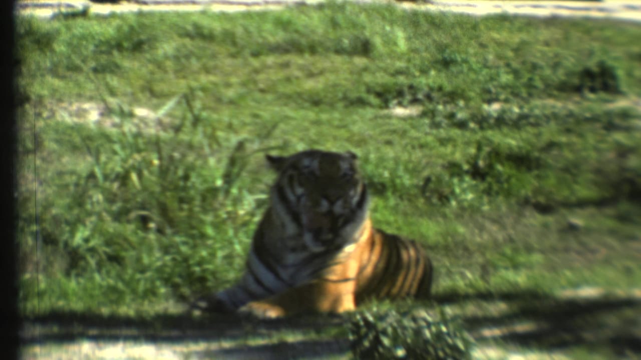 Tiger resting in shaded grass on a hillside.