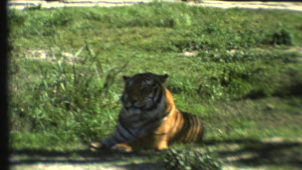 A resting tiger is seen in grass and shade, filmed from a visitor perspective in the 1972 home-movie clip.