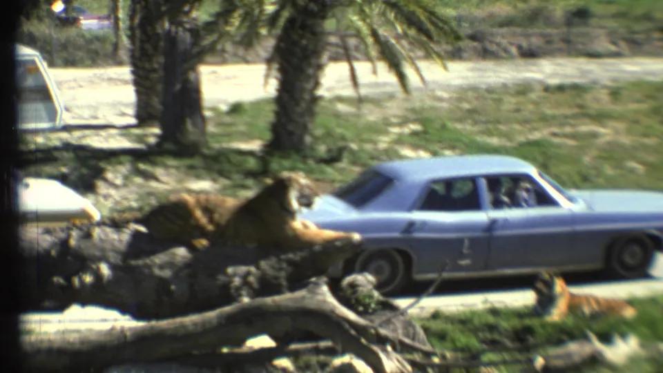 A blue sedan with visible occupants passes a tiger near logs and palm trees in the drive-through wildlife park setting.