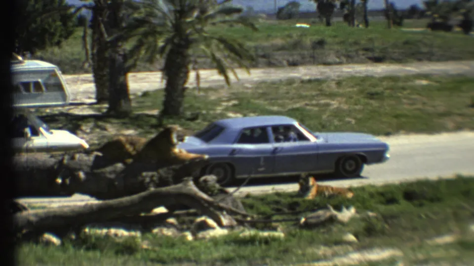 A blue car moves along the park road while a tiger lounges nearby among logs, grass, rocks, and palm trees.