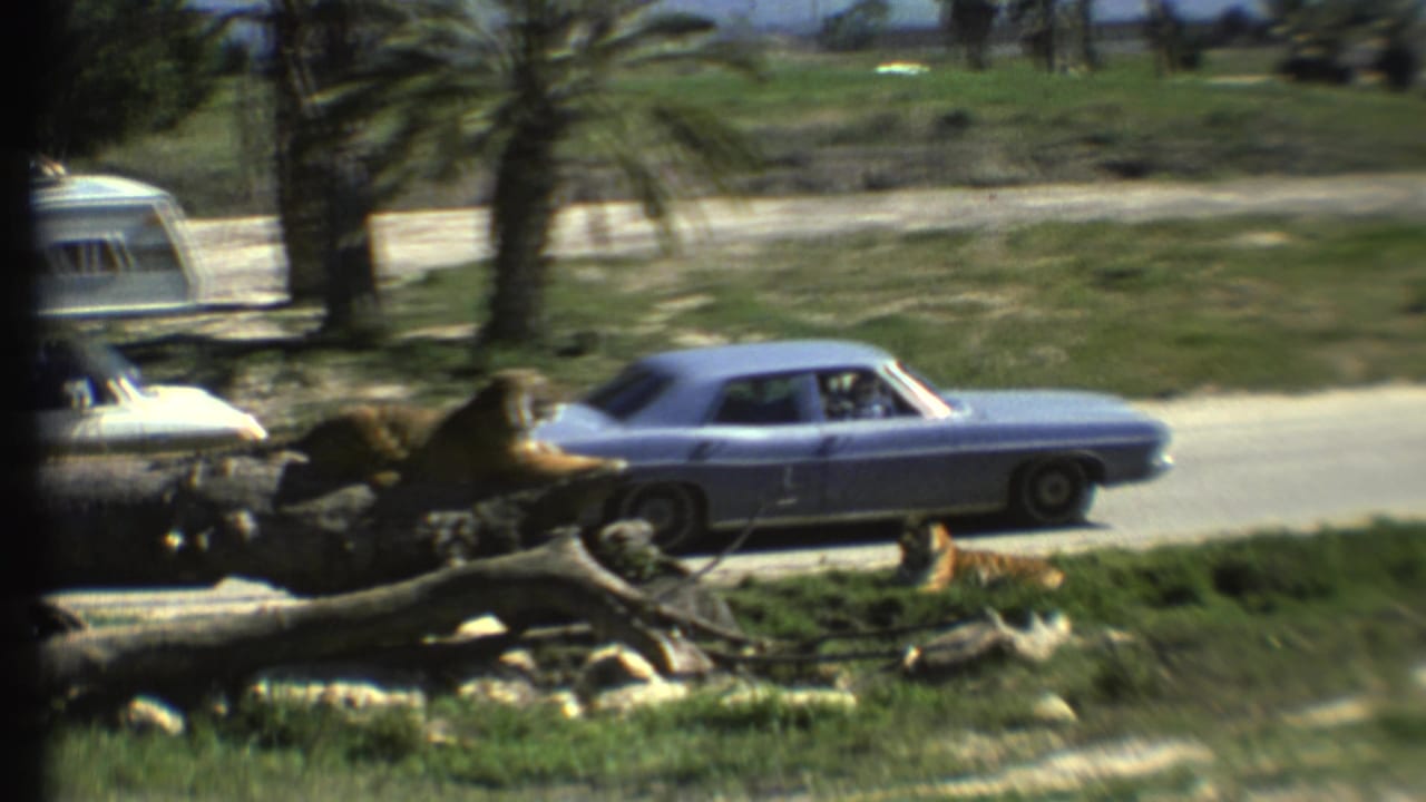Blue sedan passes a parked car and camper while a tiger rests on a log in the foreground.