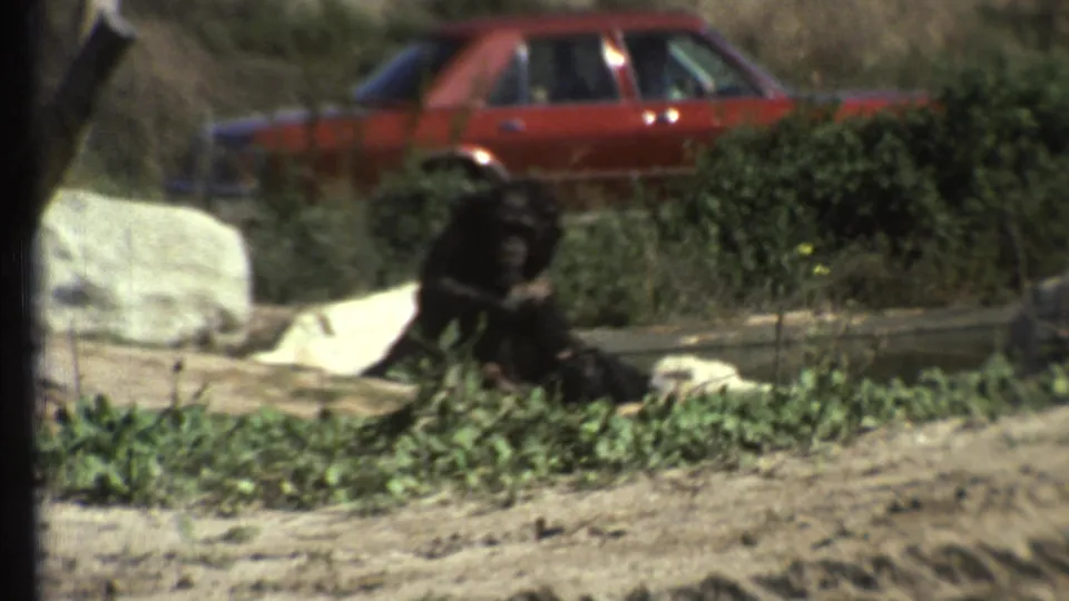 Closer 1972 8mm view of one dark monkey over another near roadside greenery, pale rocks, and a red car in the background.