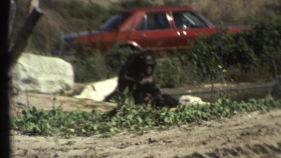 1972 Grand Canyon-area home-movie frame with dark monkeys near pale rocks and low plants, backed by a red car and roadside dirt.