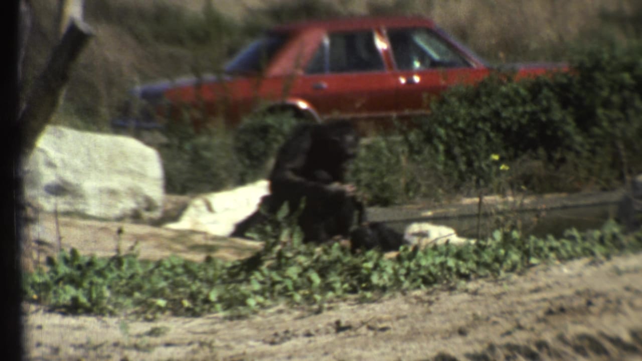 Chimpanzee sitting near rocks and low plants with a red car behind the enclosure.