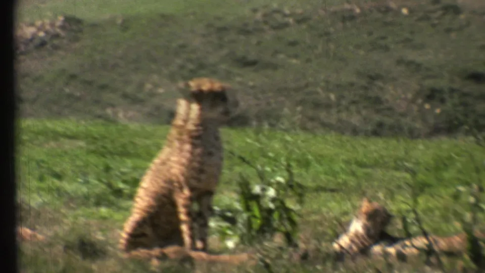 1972 8mm frame of two cheetahs in a sunlit animal-park field, with one alert and the other reclining nearby.
