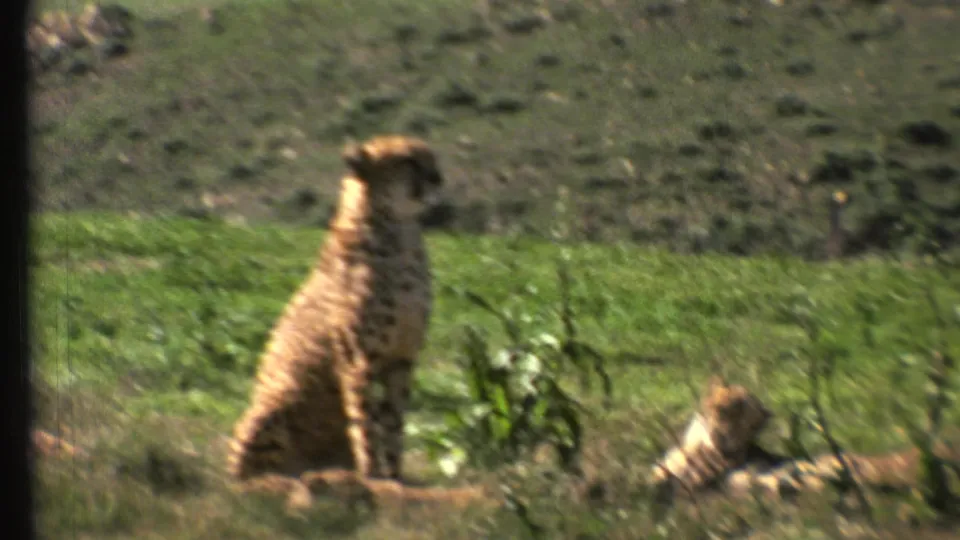 1972 8mm frame with two cheetahs in a green enclosure, filmed from a visitor viewpoint with soft focus and warm color.