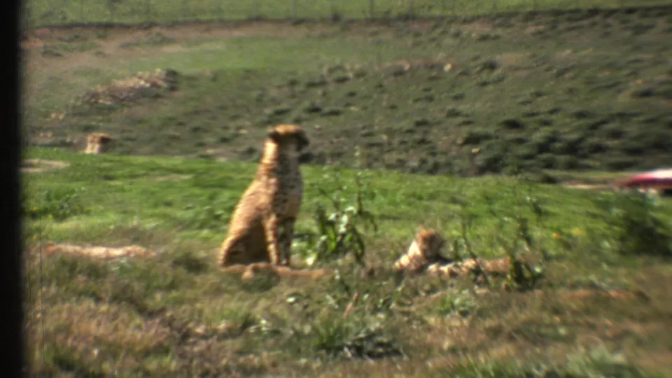 Wide 1972 8mm frame of two cheetahs in an animal-park field near Grand Canyon, Arizona, with sloped ground and a red car partly visible.