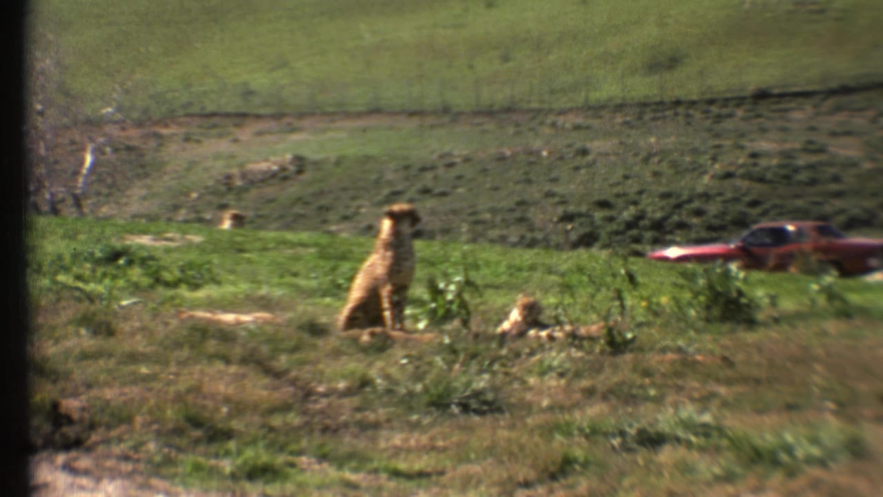 Cheetah sitting in grass with another cheetah resting nearby and a red car in the background.