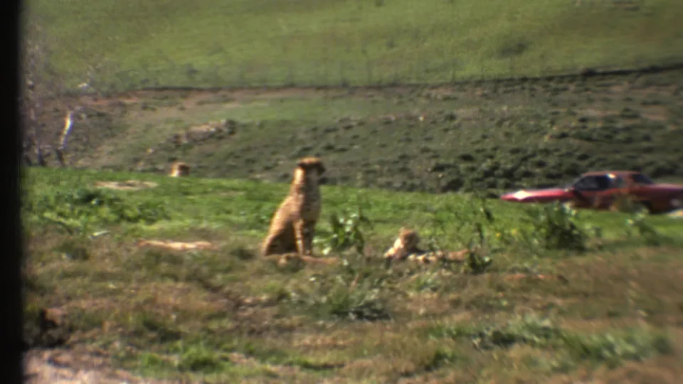 1972 8mm frame from Grand Canyon, Arizona metadata showing cheetahs in a grassy enclosure with a red car beyond them.