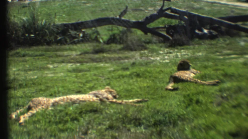 1972 8mm frame showing two cheetahs resting on green grass near a fallen branch in the reported Arizona enclosure.