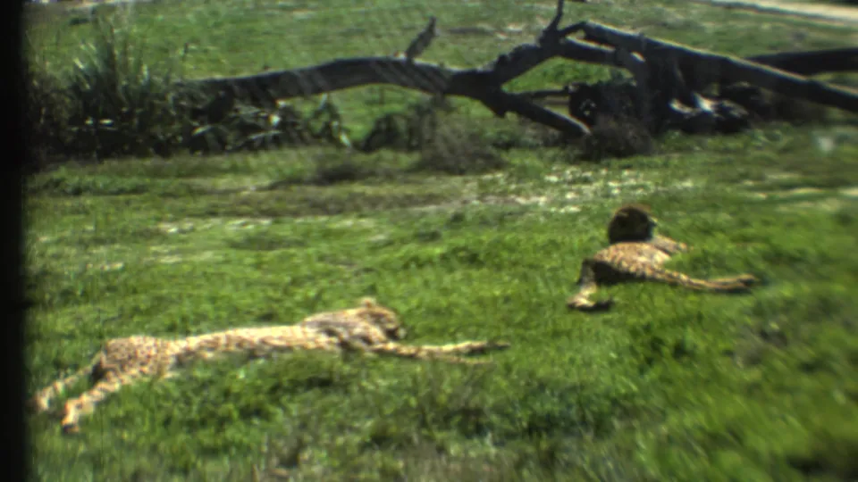 Cheetahs rest in a grassy managed enclosure in this 1972 8mm Grand Canyon, Arizona home-movie frame.