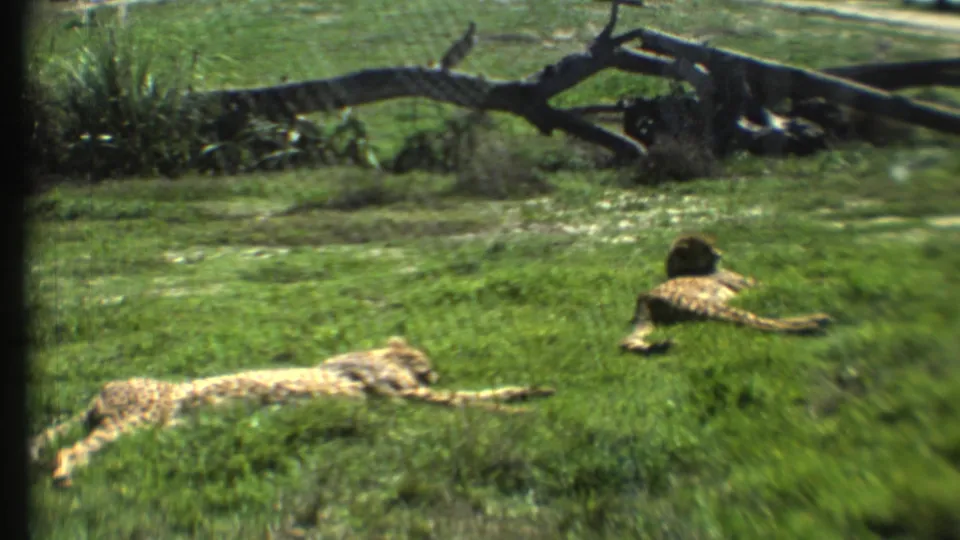 1972 8mm frame showing two cheetahs resting on grass in a safari or zoo-style enclosure, with a fallen branch behind them.