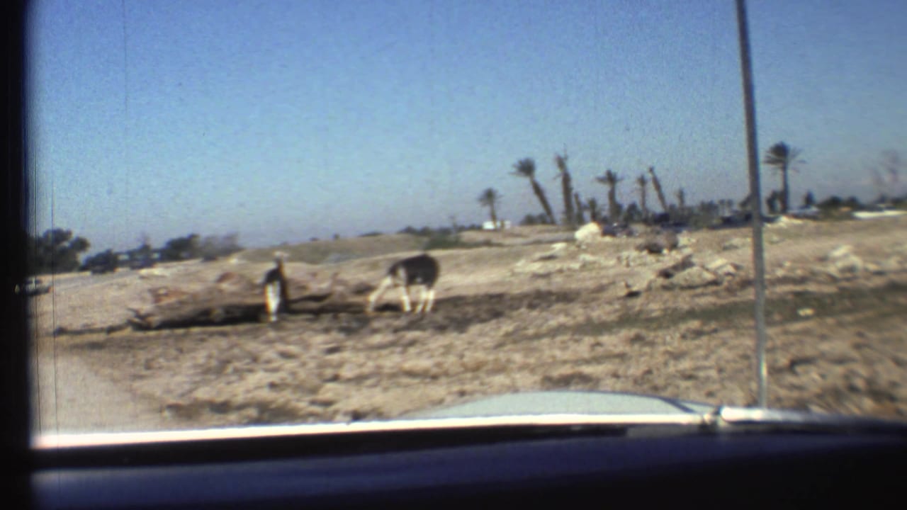 Horses graze beside a dry roadside seen through a car windshield.